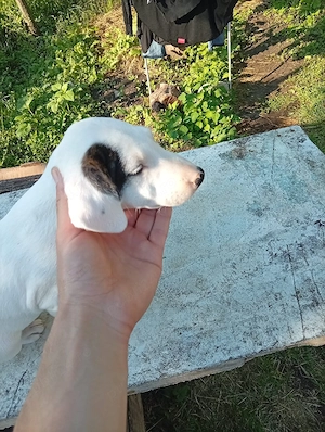 Bull Terrier cu pedigree - imagine 5