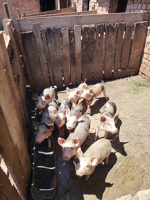 Purcei de vanzare 