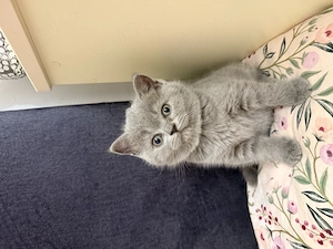 Pisicuti British Shorthair