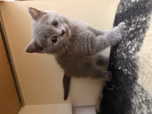 Pisicuti British Shorthair - imagine 2