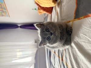Pisicuti British Shorthair - imagine 3