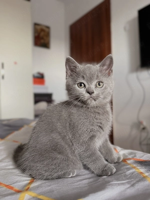 Pisicuti British Shorthair - imagine 4