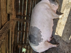 Vând o scrofiță 