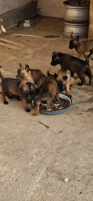 De vanzare catei Ciobanesc Belgian Malinois - imagine 5