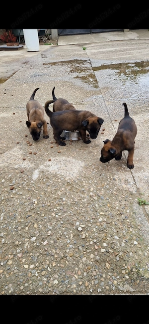 De vanzare catei Ciobanesc Belgian Malinois - imagine 4