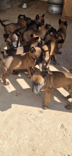 De vanzare catei Ciobanesc Belgian Malinois - imagine 3