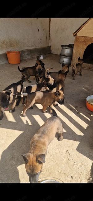De vanzare catei Ciobanesc Belgian Malinois - imagine 2