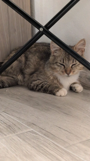 Pisicute sterilizate căută cămin - imagine 3