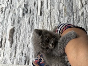 Pui british shorthair - imagine 2