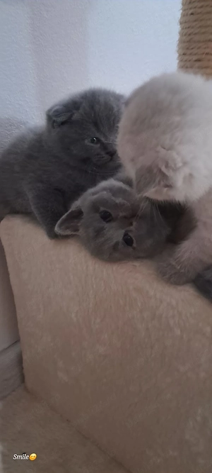  Pui British Shorthair & Scottish Fold   Disponibili pentru rezervare  - imagine 3