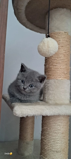  Pui British Shorthair & Scottish Fold   Disponibili pentru rezervare  - imagine 2