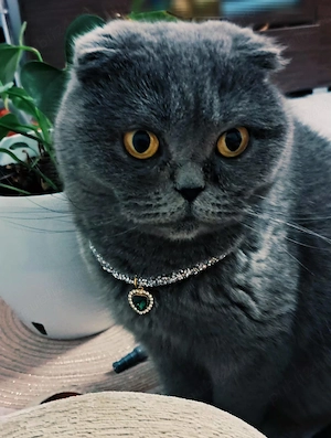  Pui British Shorthair & Scottish Fold   Disponibili pentru rezervare  - imagine 4