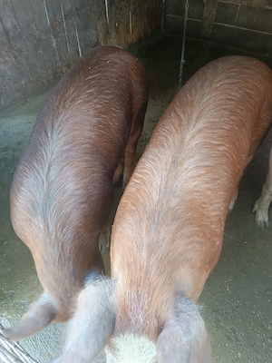Porci de vânzare 