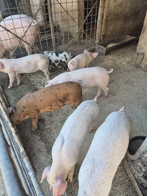 De vanzare purcei din monta artificiala 7 saptamani.