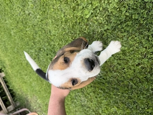 Vând pui de beagle  - imagine 3
