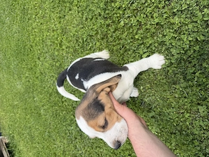 Vând pui de beagle 