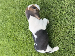 Vând pui de beagle  - imagine 4