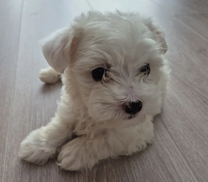 Donez Bichon Maltez- fetita-varsta 2 luni - imagine 2