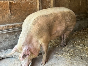 porc mare 