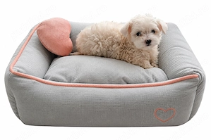 Donez Bichon Maltez- fetita-varsta 2 luni - imagine 3