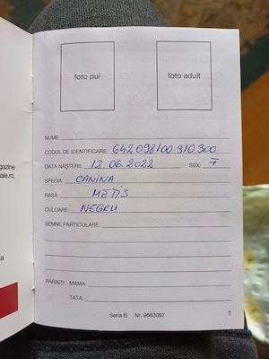 Spre adopție   cățelușă de 4 ani, iubitoare și blândă