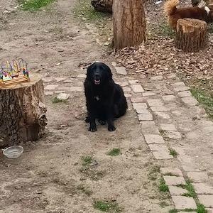 Spre adopție   cățelușă de 4 ani, iubitoare și blândă - imagine 5