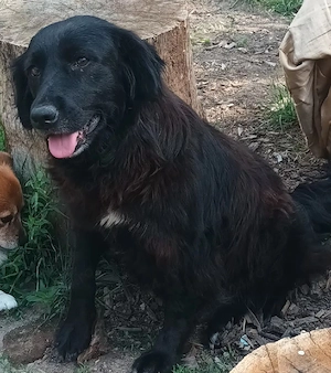 Spre adopție   cățelușă de 4 ani, iubitoare și blândă - imagine 4
