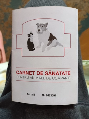 Spre adopție   cățelușă de 4 ani, iubitoare și blândă - imagine 2