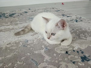 British Shorthair, motănei de 3 luni - imagine 4
