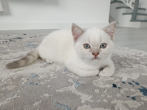 Pisici British Shorthair, Blue Silver Tabby și Alb cu gri Colorpoint, de 2 luni jumătate 
