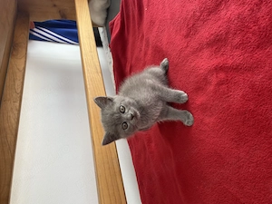 Pisici British Shorthair  - imagine 3