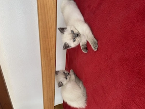 Pisici British Shorthair  - imagine 2
