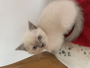 Pisici British Shorthair 