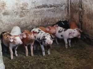 Vand Purcei de 6 saptamani - imagine 3