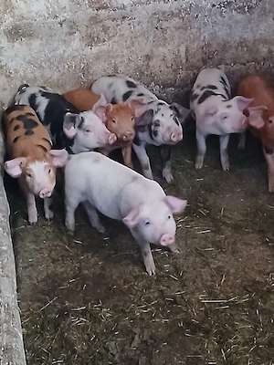 Vand Purcei de 6 saptamani - imagine 5