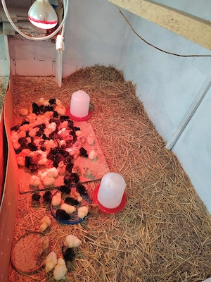 Pui de găină țara, pui încălțați, pui Aracuana Ameracuana, ouă verzi și puii cu gâtul golaș  - imagine 5