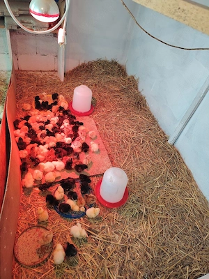 Pui de găină țara, pui încălțați, pui Aracuana Ameracuana, ouă verzi și puii cu gâtul golaș  - imagine 4