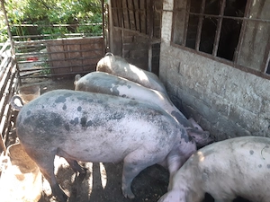 Vand 3 purcele cu greutate intre 100-160 kg - imagine 4
