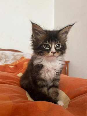 Pui rasa Mâine coon - imagine 2