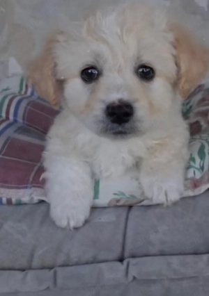 Vand bichon talie mini 6 saptamani baietel