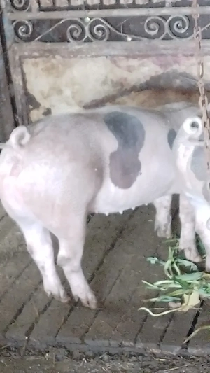 Pietrean   originale   fara. păr