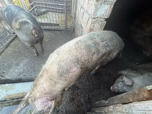 Trei porci si o scroafa la prima fatare cu 6 purcei  - imagine 2