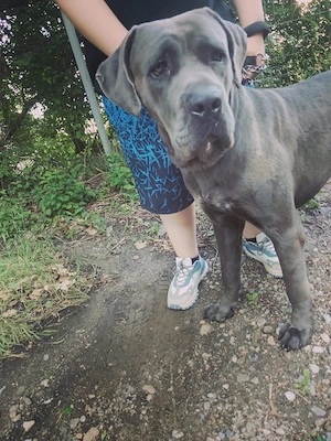 Mascul Cane Corso Blu , disponibil pentru reproductie - imagine 2