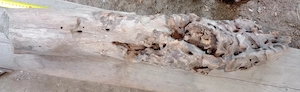 Lemn unicat driftwood erodat natural 85 cm. lungime