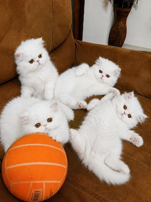 Persian Kittens alb imaculat - imagine 5