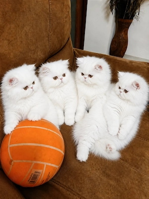 Persian Kittens alb imaculat - imagine 2