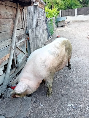 vand porci  - imagine 2