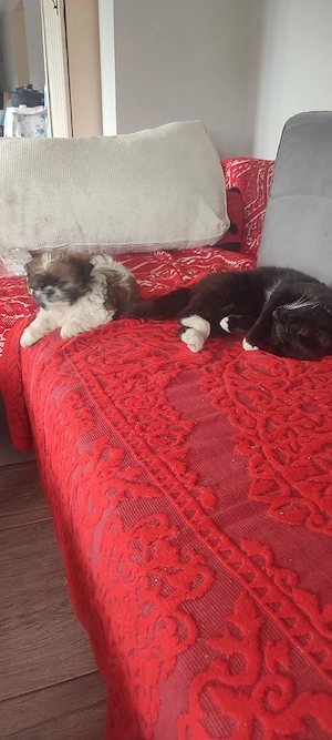 Shih tzu baietel  - imagine 2
