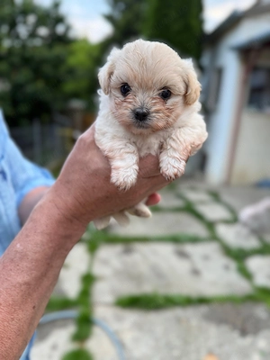 Pui de câine (50% Bișon, 25% Pomerian, 25%shih zu) - imagine 2