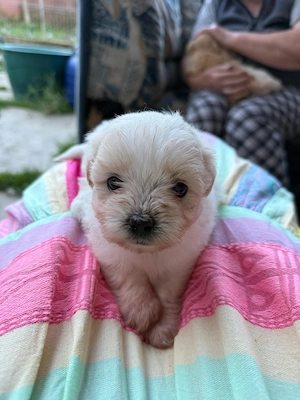 Pui de câine (50% Bișon, 25% Pomerian, 25%shih zu) - imagine 4